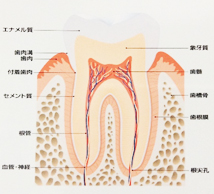 神経を取るとは？